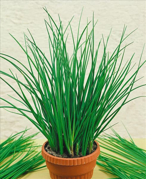 Allium schoenoprasum