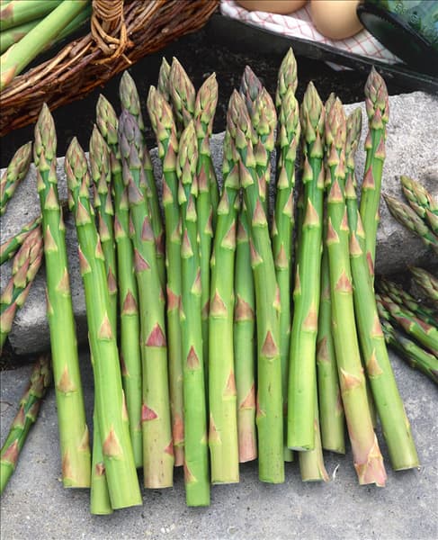Spargel / Asparagus officinalis, green