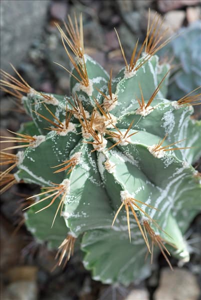 Astrophytum ornatum
