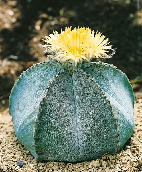 Astrophytum myriostigma