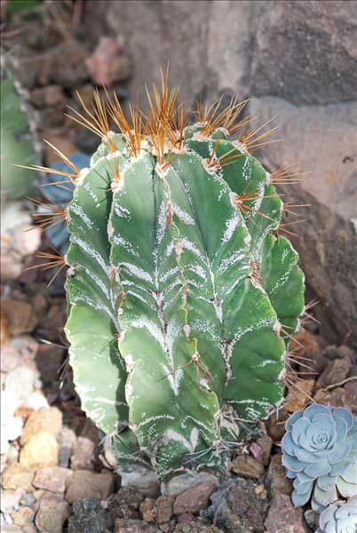 Astrophytum ornatum