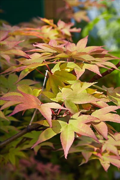 Acer palmatum Osakazuki