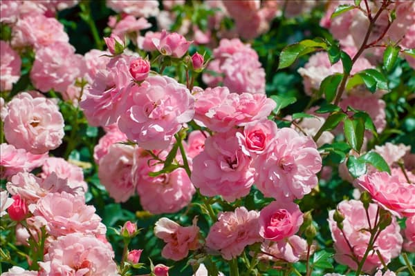 Rosa Meidomonac BONICA 82