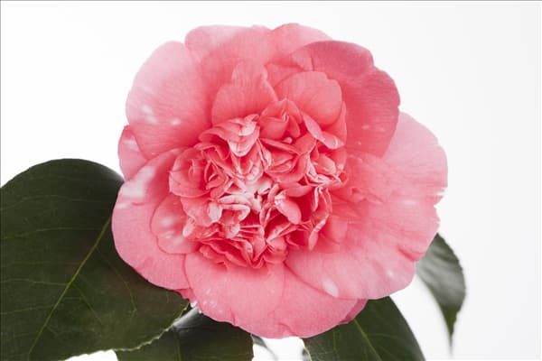 Camellia japonica