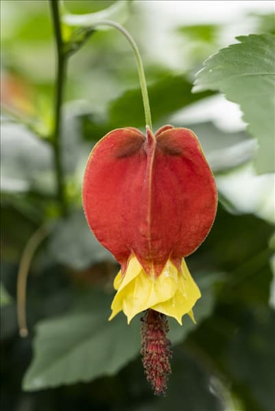 Abutilon megapotamicum