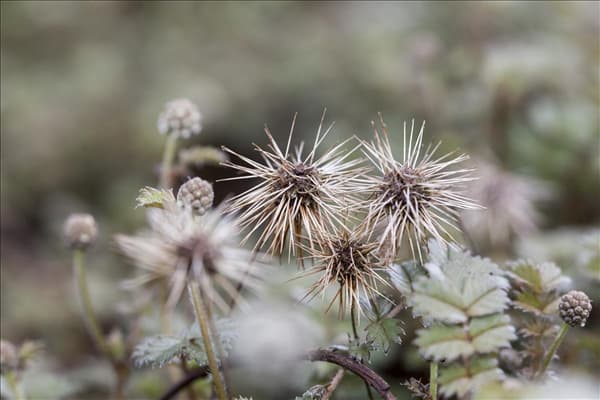 Acaena microphylla