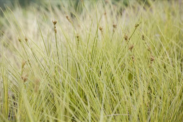 Carex brunnea 'Jenneke'