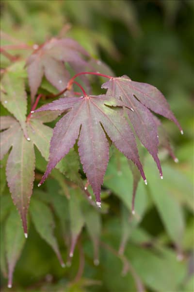 Acer palmatum 'Osakazuki'