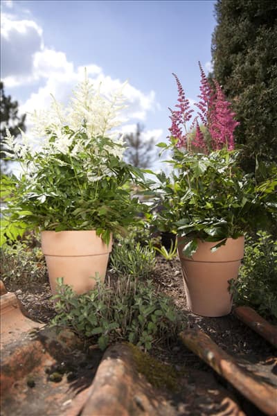 Astilbe x arendsii, rot