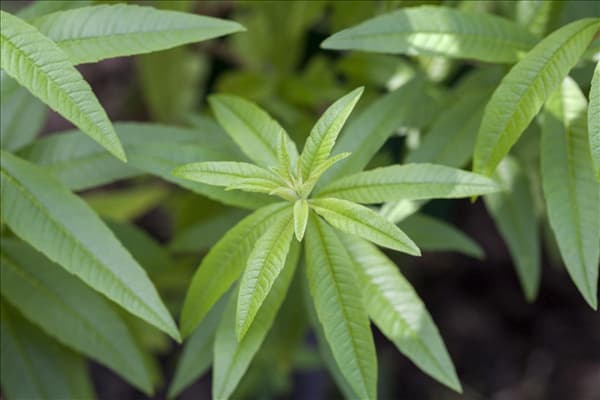 Aloysia triphylla