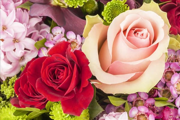 Edelrose