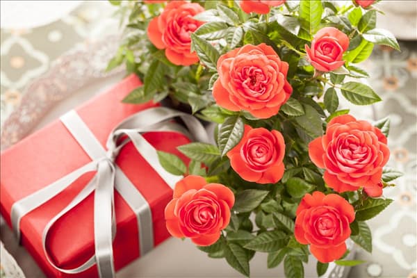 Edelrose