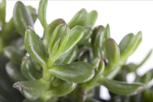 Crassula ovata