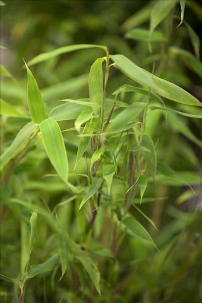 Fargesia murielae