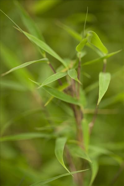 Fargesia murielae 'Fresh Green'