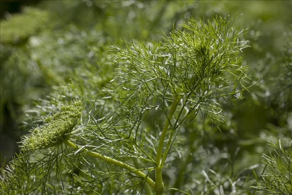 Anethum graveolens