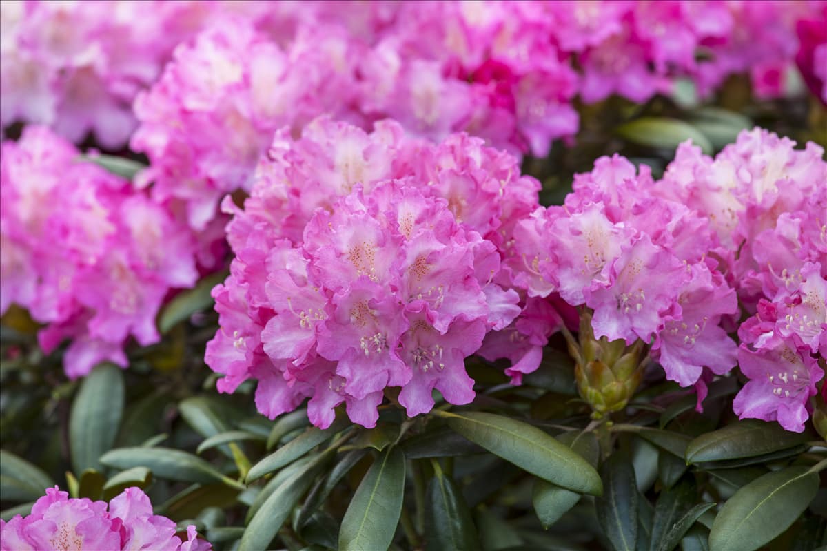 Rhododendron 'Anastasia'® Rhododendron-Hybride 'Anastasia'®