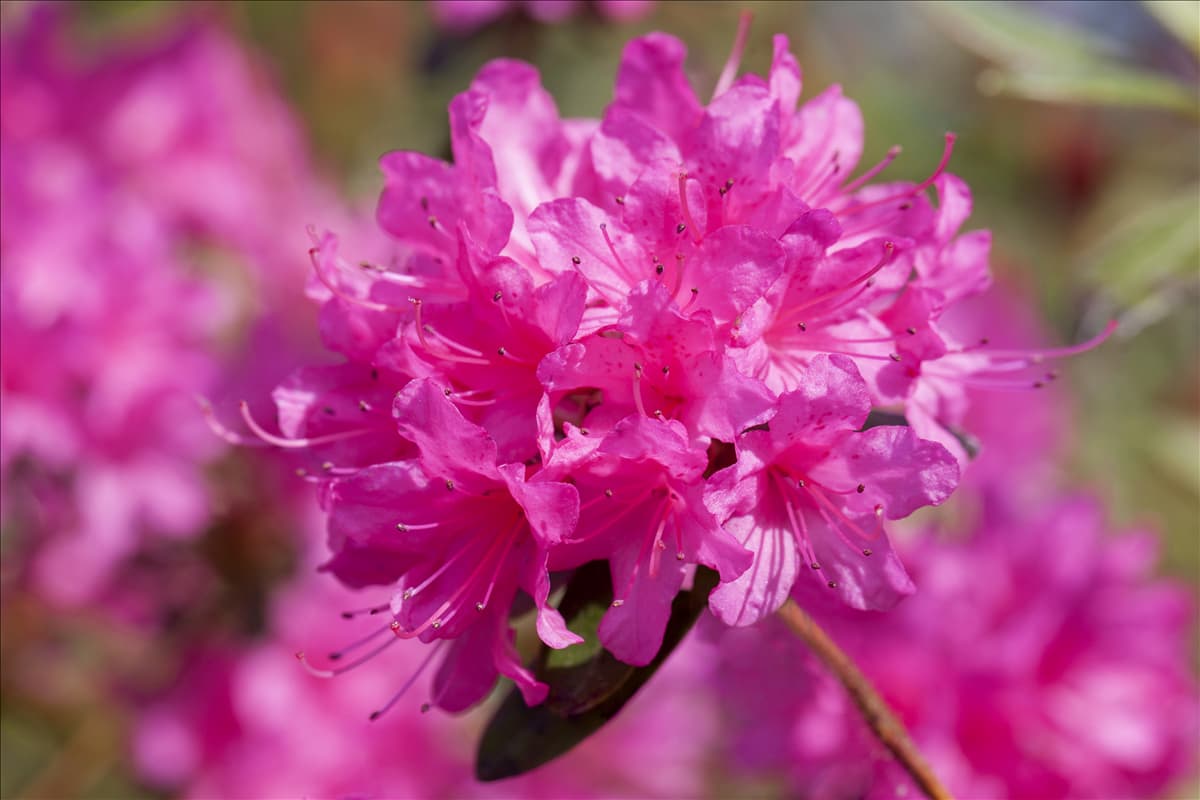 Rhododendron 'Anna Baldsiefen' Rhododendron 'Anna Baldsiefen'