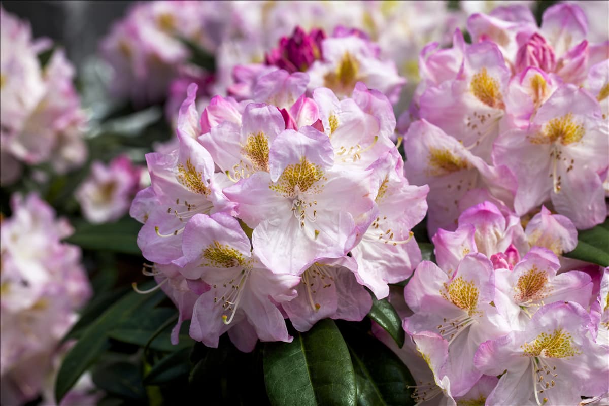 Rhododendron 'Brigitte' Rhododendron-Hybride 'Brigitte'