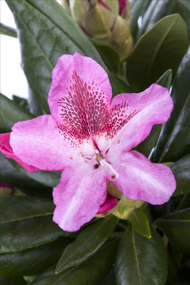 Rhododendron 'Cosmopolitan' Rhododendron-Hybride 'Cosmopolitan'