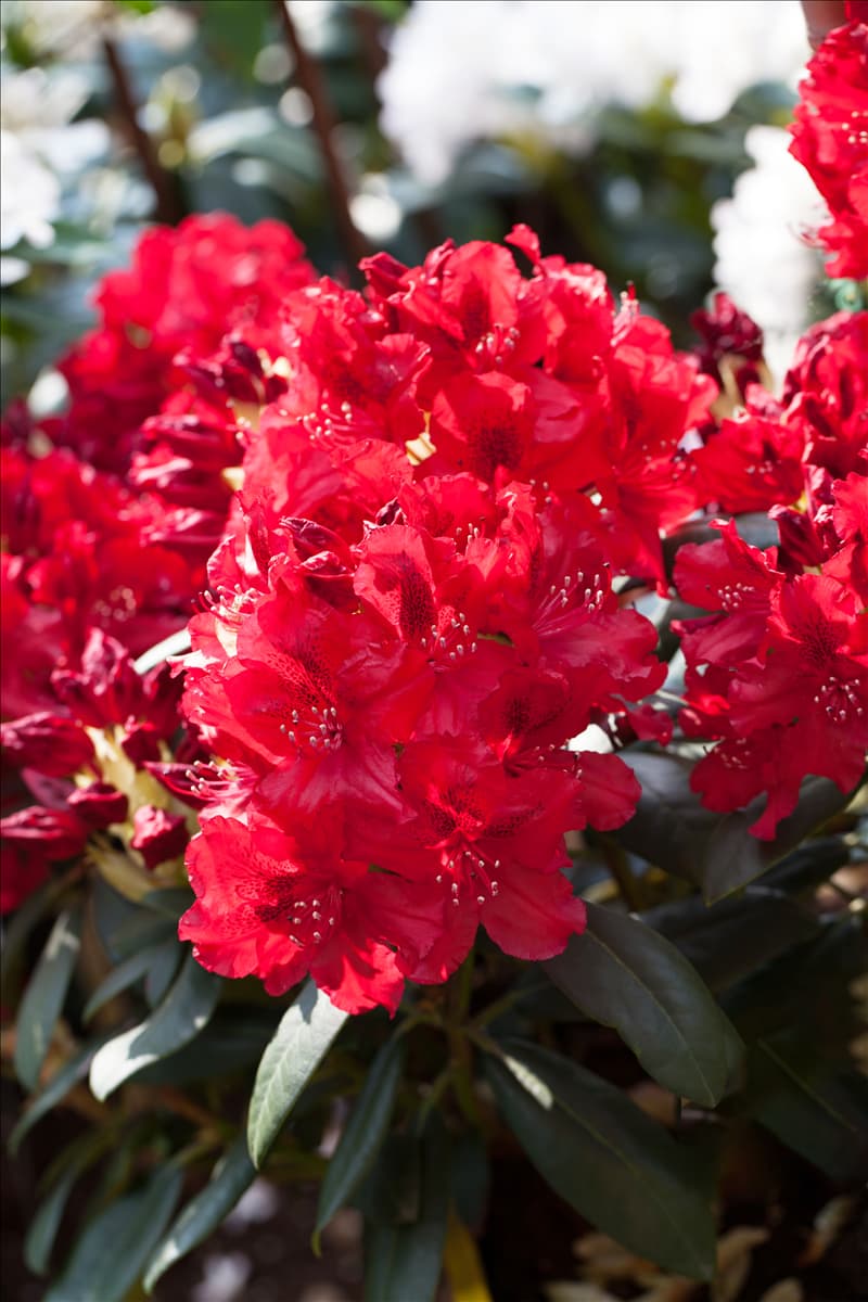 Rhododendron 'Erato'(s) Rhododendron-Hybride 'Erato'(s)
