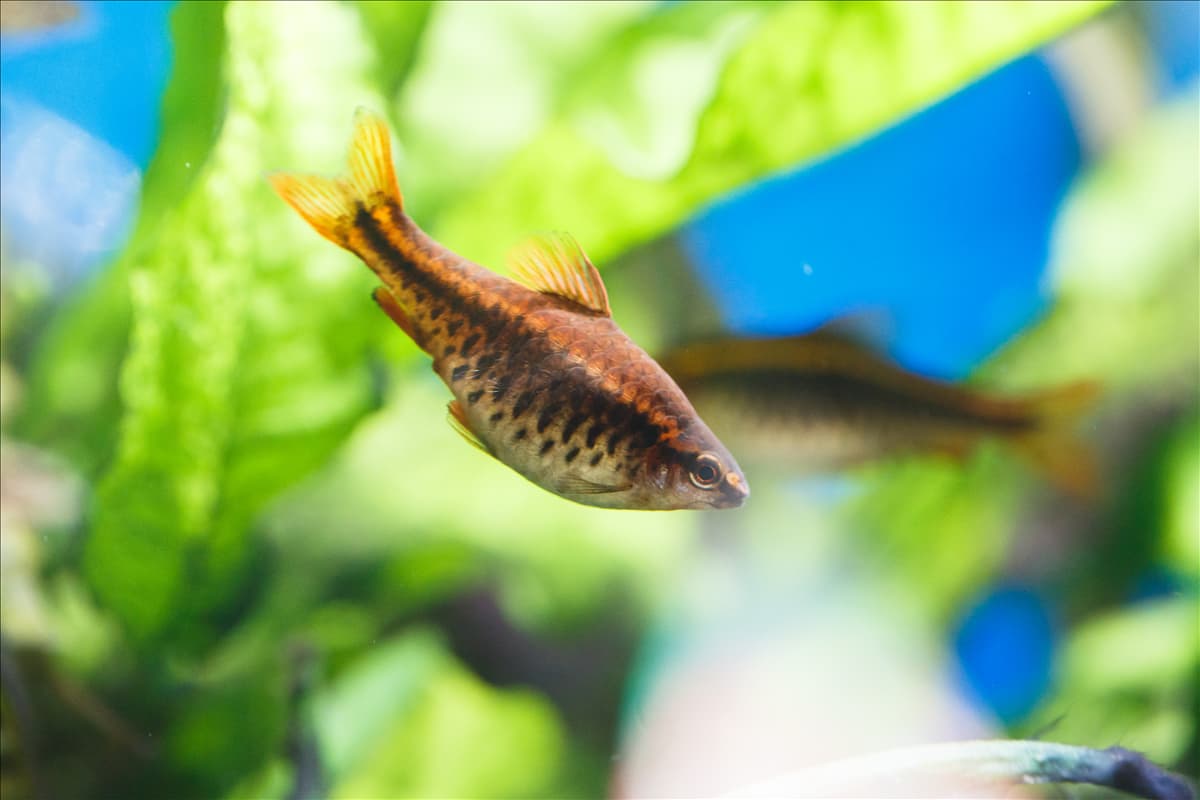 Fisch im Aquarium