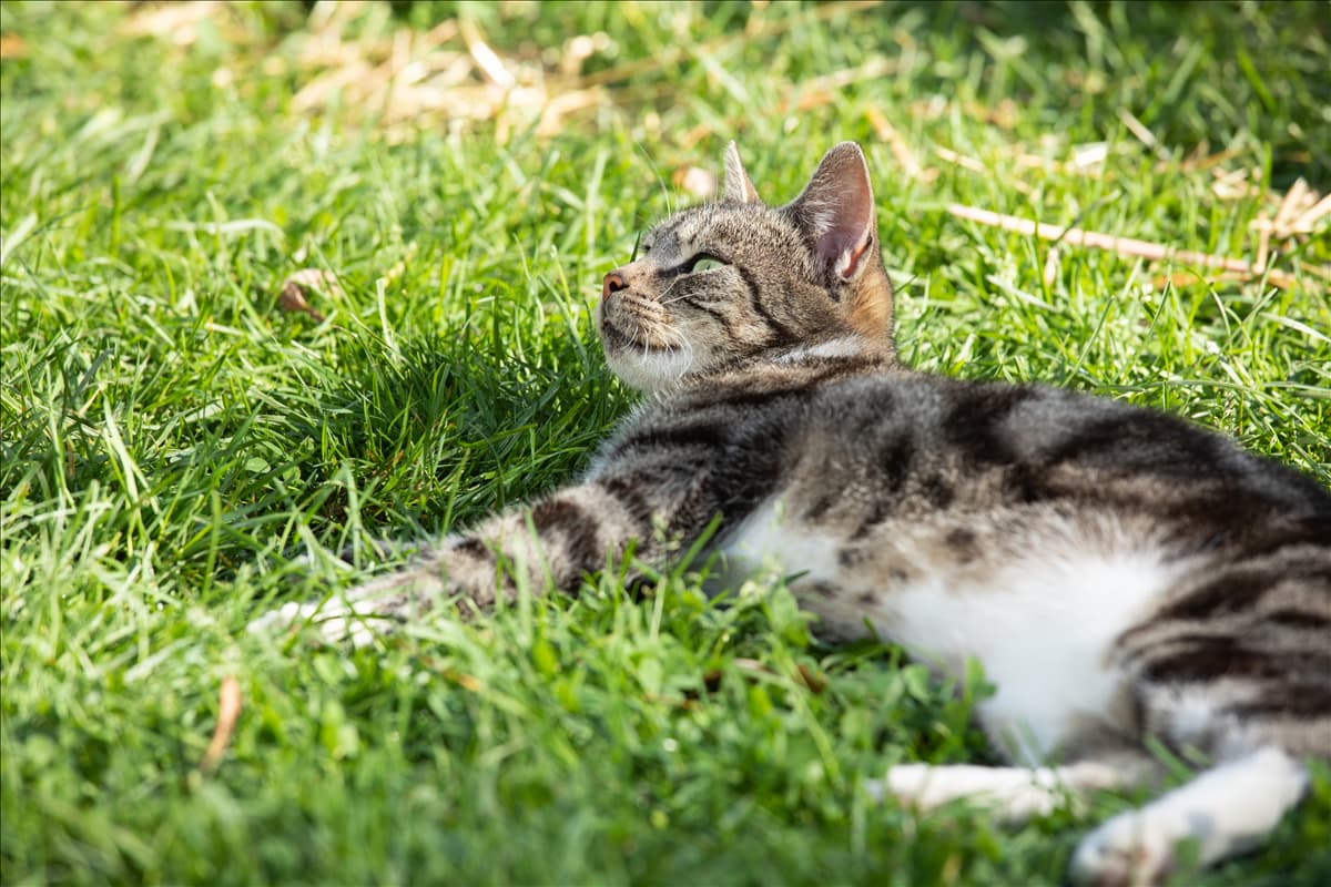 Katzenwelt