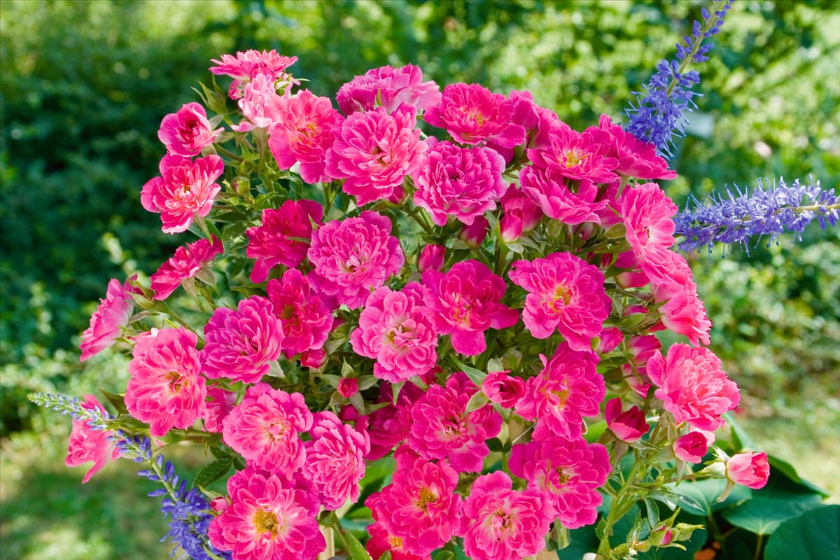 Ground Cover Rose Limesstern®