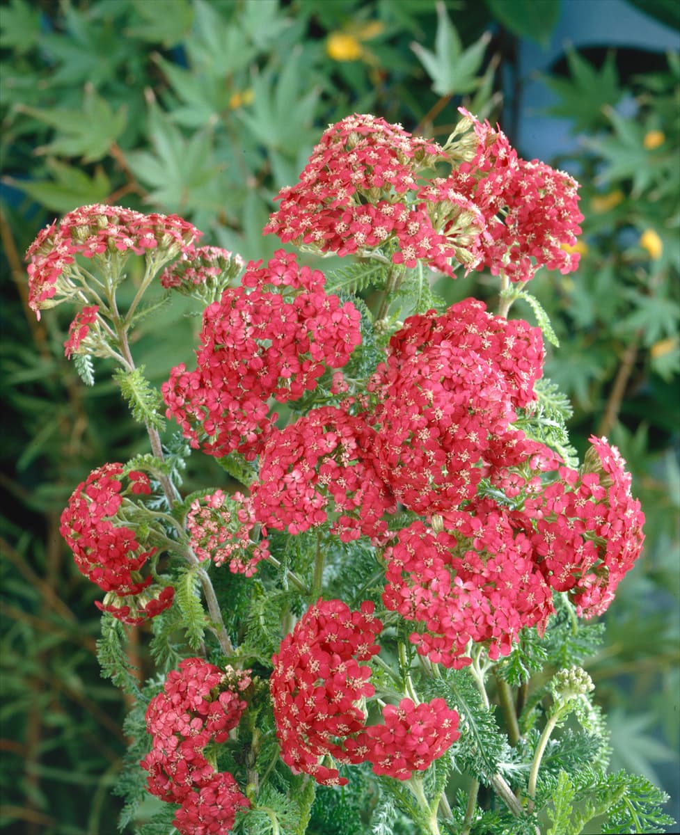 Achillea millefolium 'Cerise Queen' Schafgarbe 'Cerise Queen'