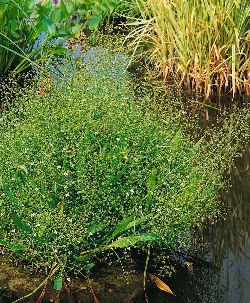 Alisma lanceolatum Lanzenblättriger Froschlöffel