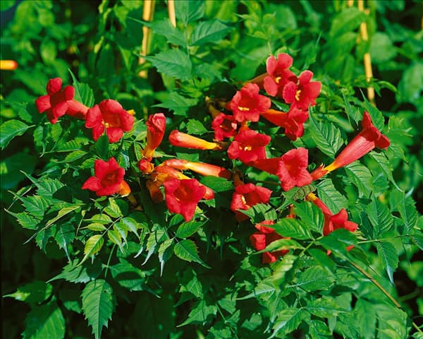 Campsis x tagliabuana 'Fire Trumpet Vine'®