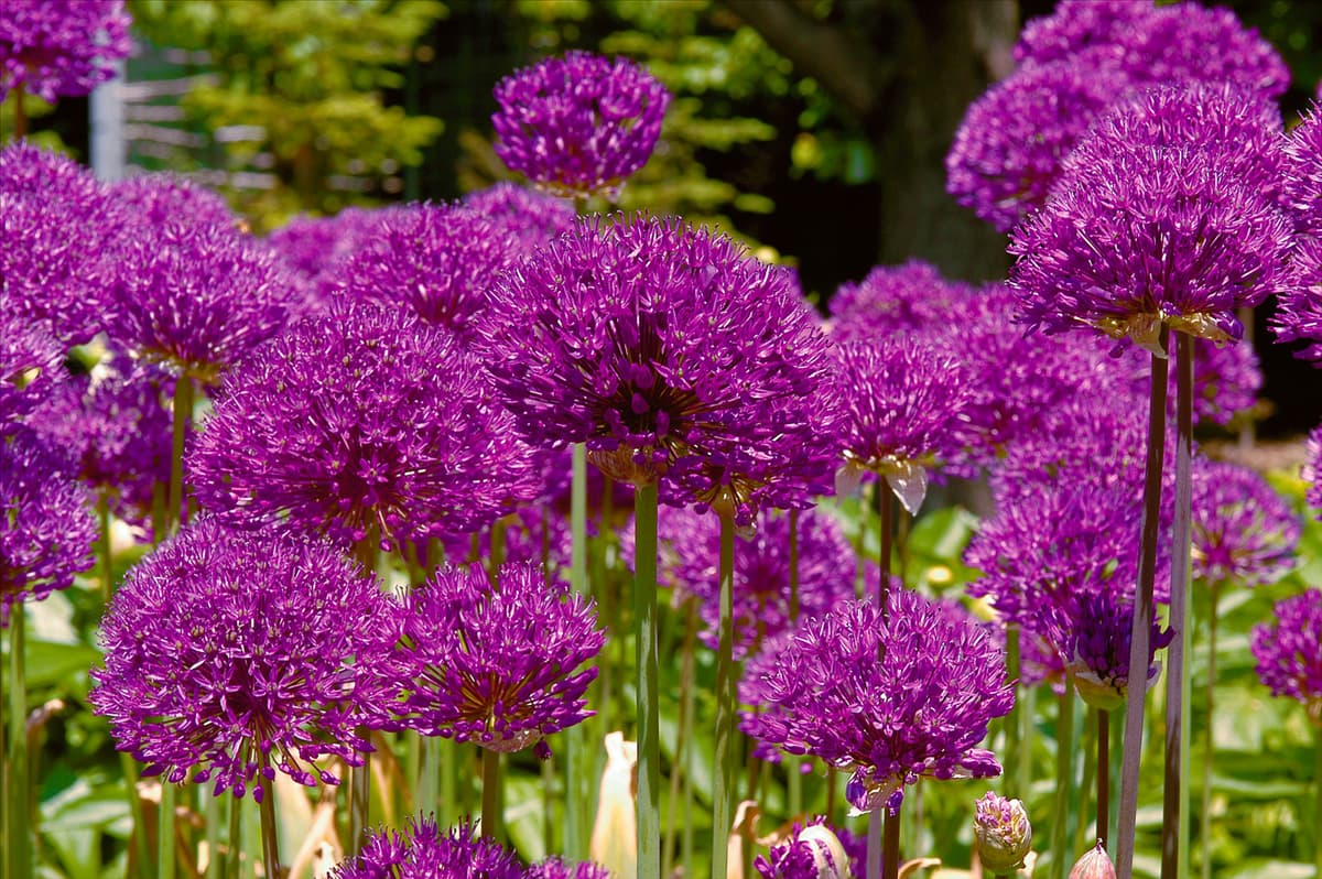 Allium aflatunense 'Purple Sensation' Garten-Kugel-Lauch 'Purple Sensation'