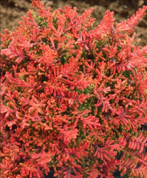 Calluna vulgaris 'Laubschöne'