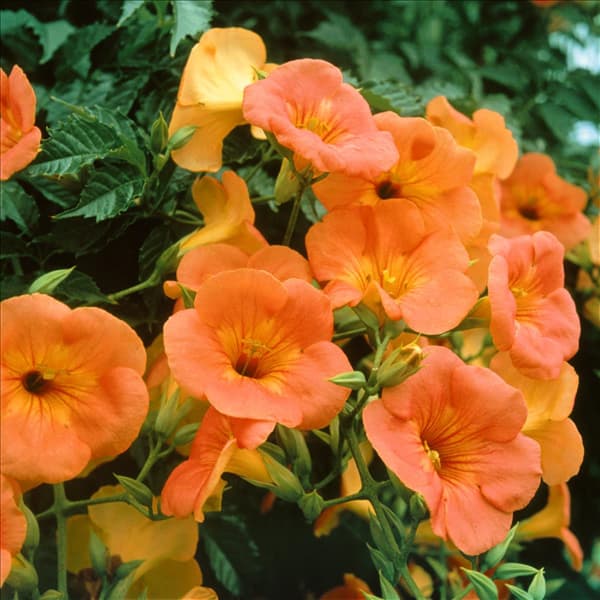 Campsis x tagliabuana 'Summer Jazz Gold'®