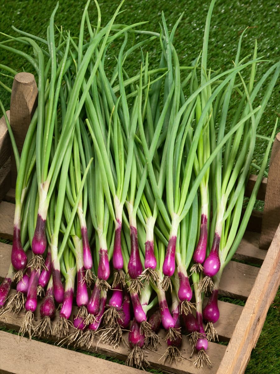Allium cepa 'Lauchzwiebel' Lauchzwiebel