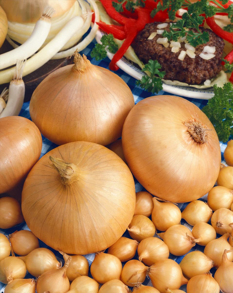Allium cepa 'Stuttgarter Riesen' Küchen-Zwiebel 'Stuttgarter Riesen'