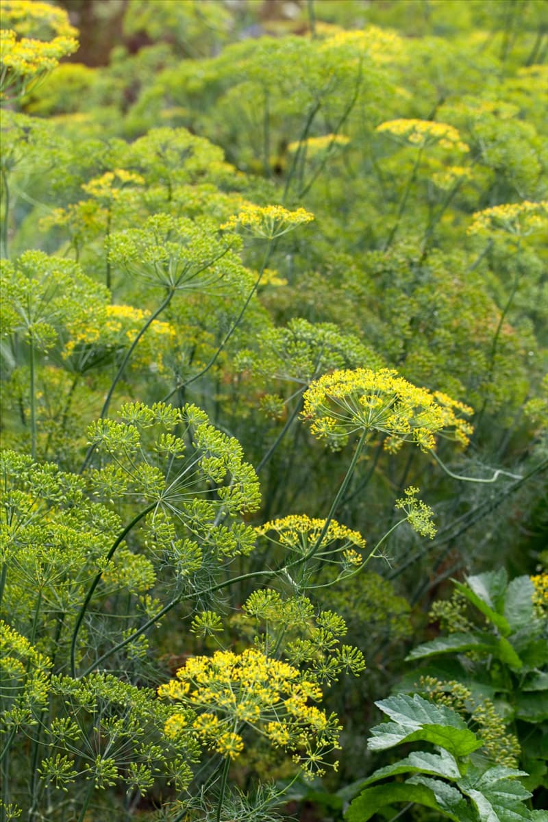 Anethum graveolens 'Elefant' Dill 'Elefant'