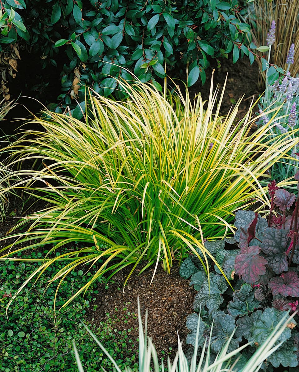 Acorus gramineus 'Ogon' Grasartiger Garten-Kalmus 'Ogon'