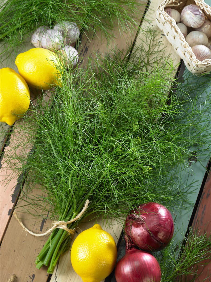 Anethum graveolens var. hortorum 'Delikat' Topf-Dill 'Delikat'