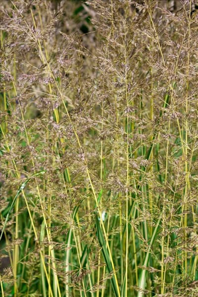 Calamagrostis x acutiflora 'Eldorado'