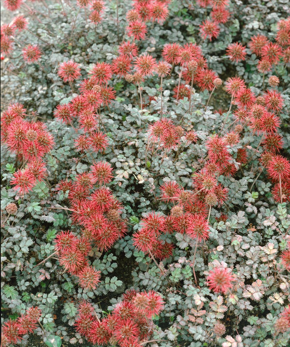 Acaena microphylla 'Braune Feder' Garten-Stachelnüsschen 'Braune Feder'