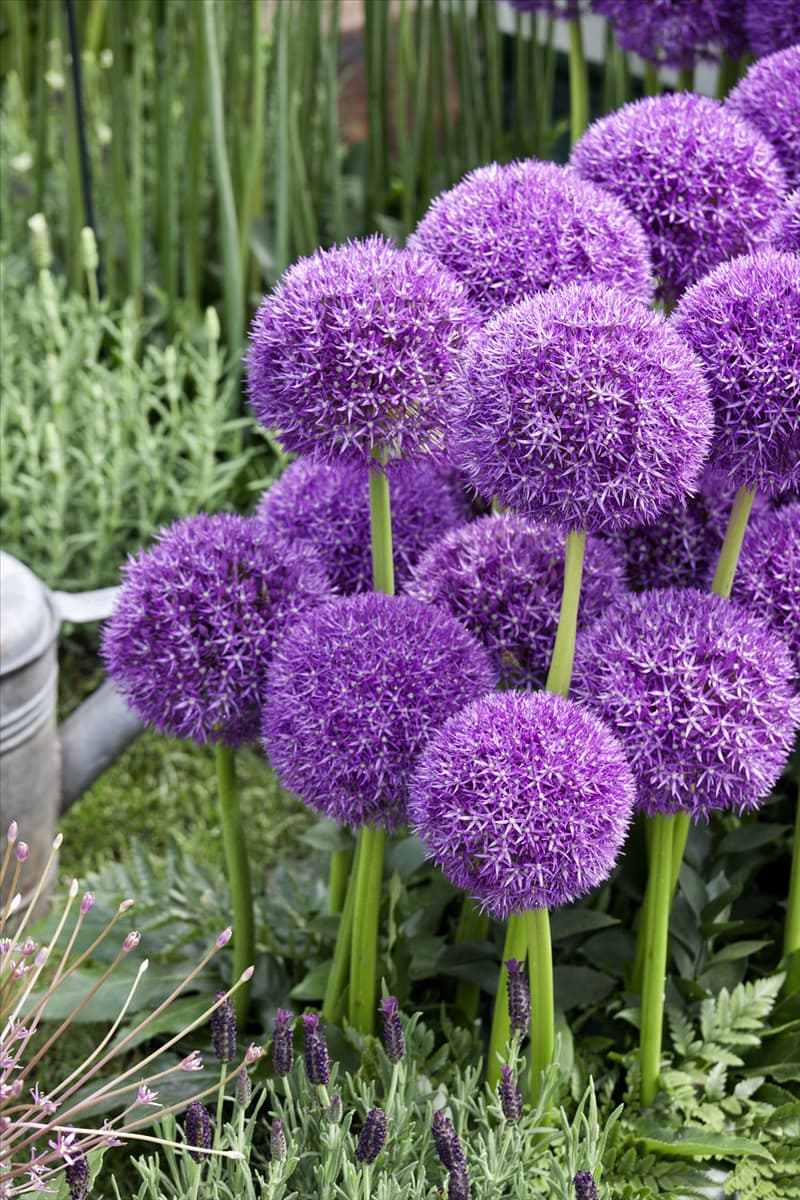 Allium 'Pinball Wizard' Riesen-Garten-Zierlauch 'Pinball Wizard'