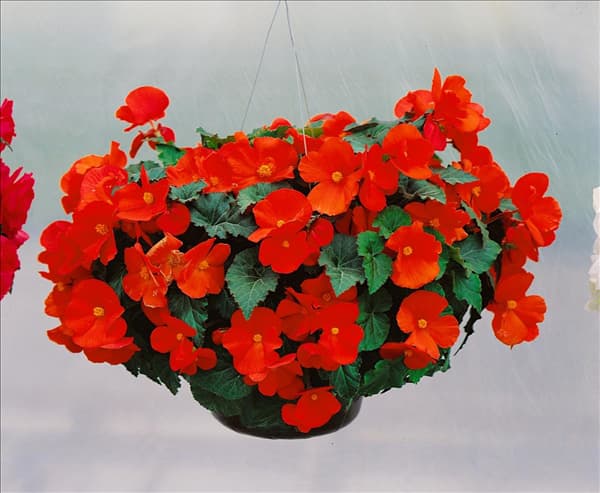 Begonia x tuberhybrida 'Flamboyant'