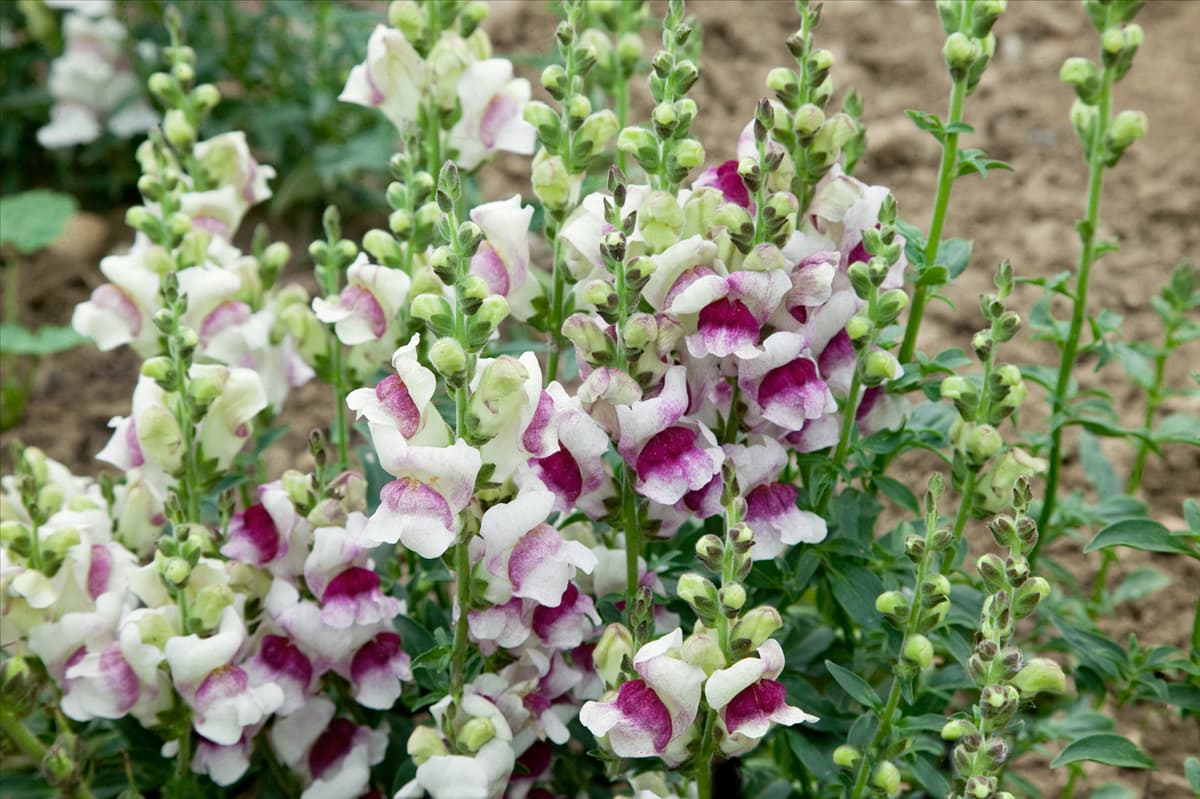 Antirrhinum majus 'Lucky Lips' Löwenmaul 'Lucky Lips'