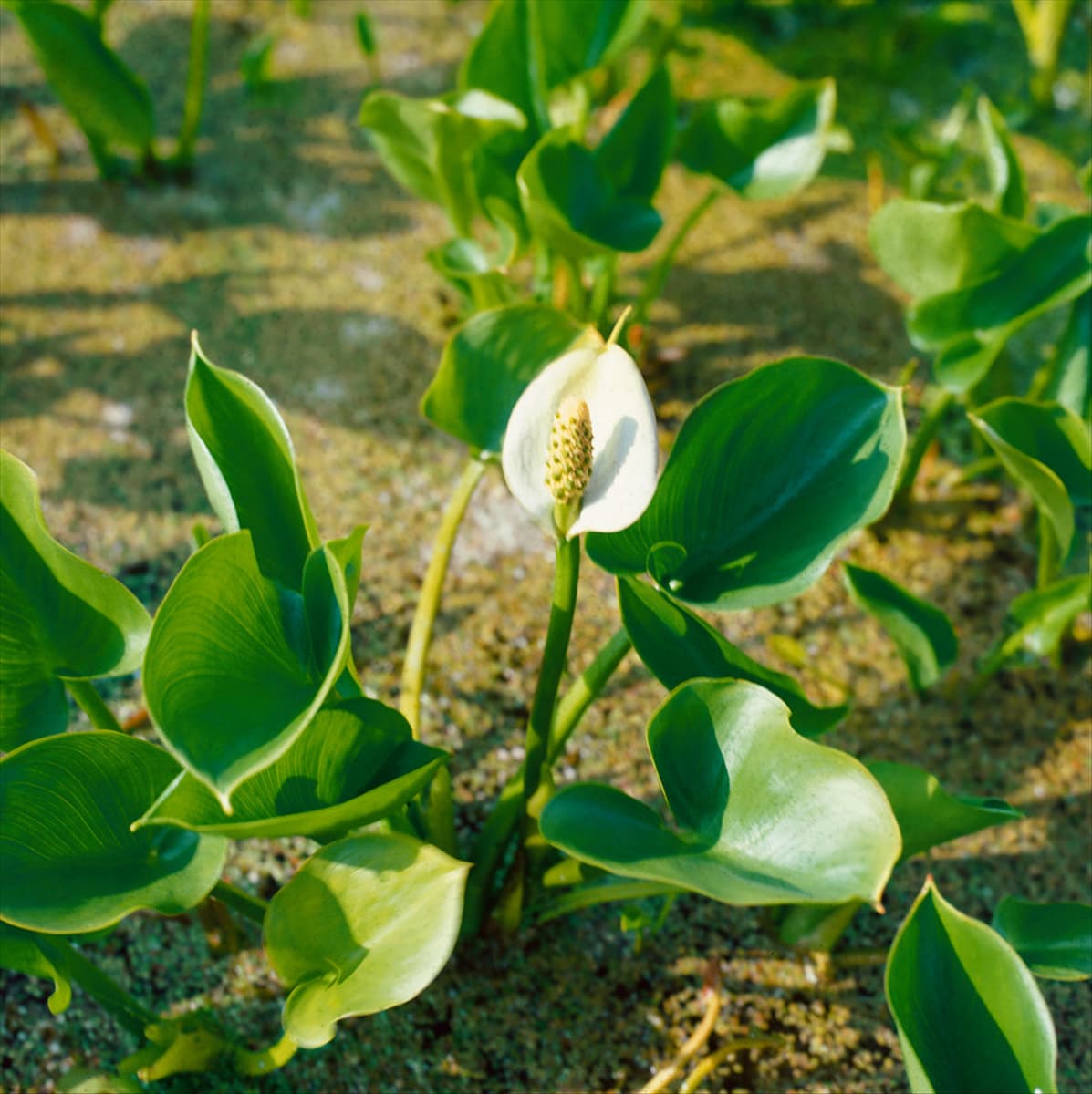 Calla palustris Schlangenwurz