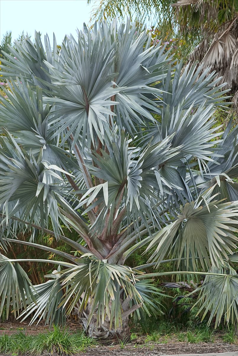 Bismarckia nobilis Bismarckpalme
