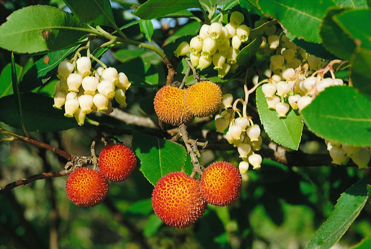 Arbutus unedo Erdbeerbaum