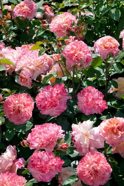 Rosa 'Augusta Luise'®