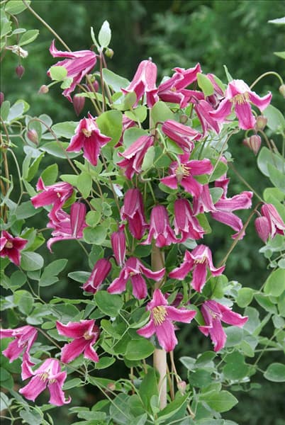 Clematis texensis 'Ruby Wedding'(s)