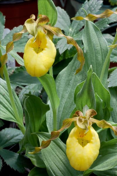 Cypripedium